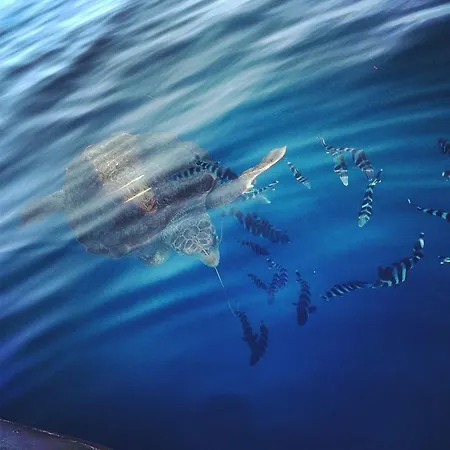 홀리데이파크 Villaggio Irene