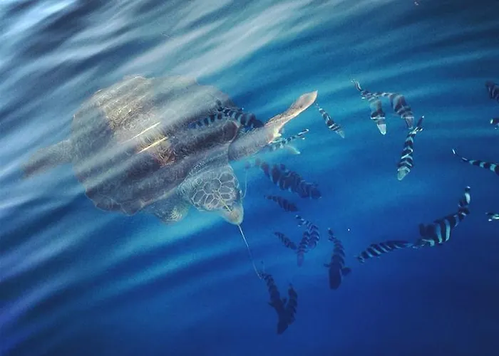 Parco vacanze Villaggio Irene